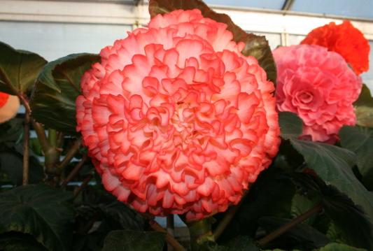 B. ‘Christine Barclay’